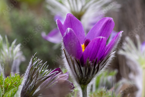 Common pasque flower (Pulsatilla vulgaris) blooming in spring