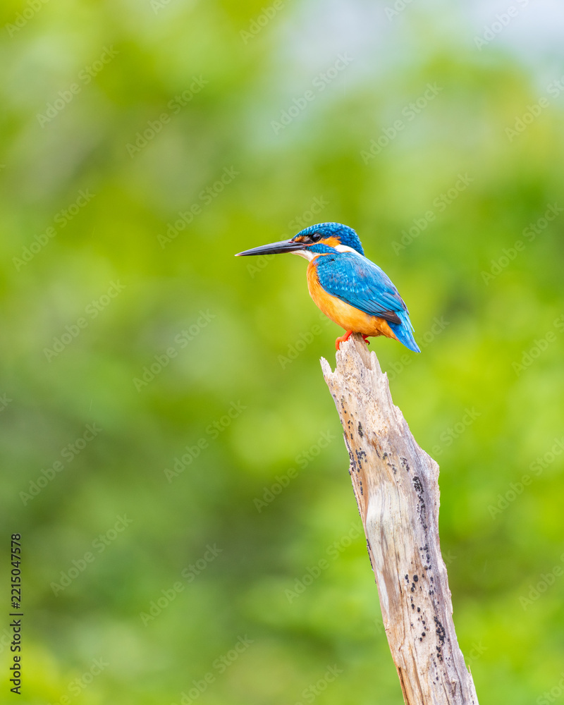 Obraz premium Common kingfisher (Alcedo atthis) perched on a weathered tree branch against a soft green natural background at Wilpattu National Park, Sri Lanka