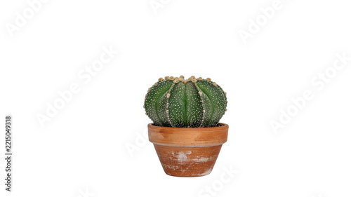 Small green succulent cactus in terracotta clay pot isolated on transparent background desk decor.