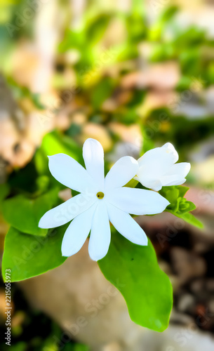 Beautiful White Jasmine Flowers Blooming Among Lush Green Leaves.