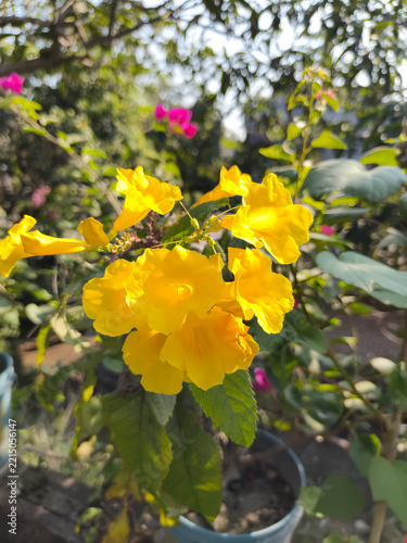 Yellow Trumpet Flowers with Water Droplets in a Garden.