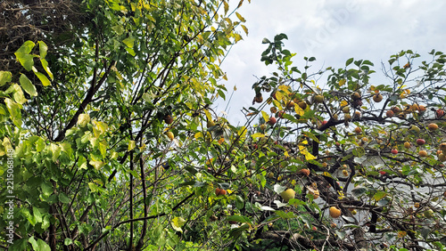 Persimmon tree branch with ripening orange fruits and green leaves in autumn photo