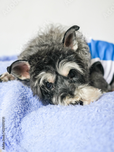Fotografie miniature schnauzer puppy