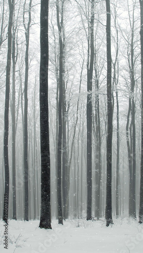 Magic winter foggy forest with snowflakes. Vertical.