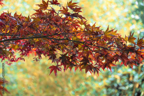 Branch with dark red palmate maple leaves stretches across the frame in front of a blurred yellow and green background.