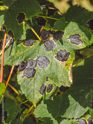 A sycamore leaf blighted by tar spot caused by the fungus 'Rhytisma acerinum'