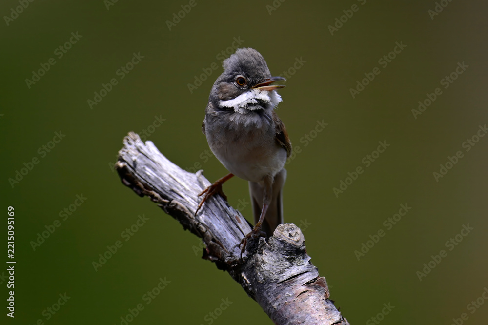 Obraz premium singing Common whitethroat // singende Dorngrasmücke (Curruca communis)
