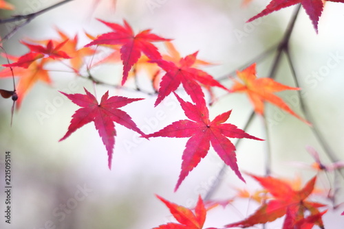 色鮮やかな秋の紅葉