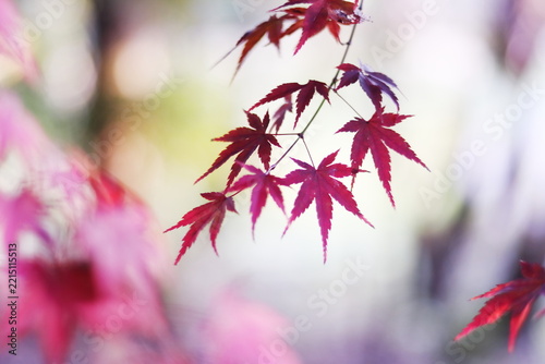 鮮やかで美しい秋の紅葉