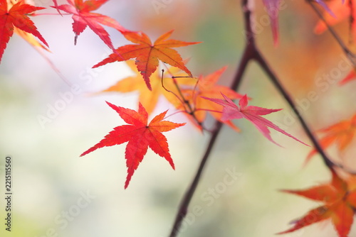 鮮やかで美しい秋の紅葉