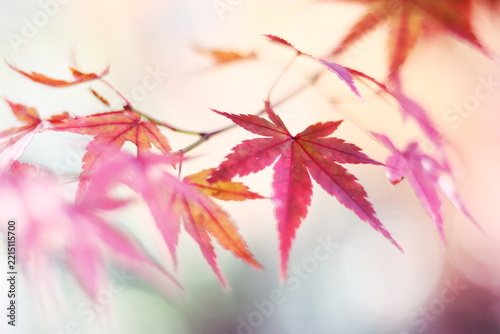 鮮やかで美しい秋の紅葉