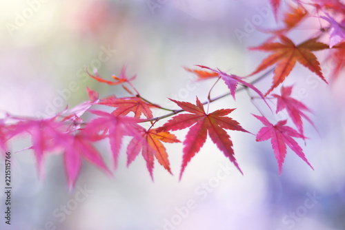 鮮やかで美しい秋の紅葉