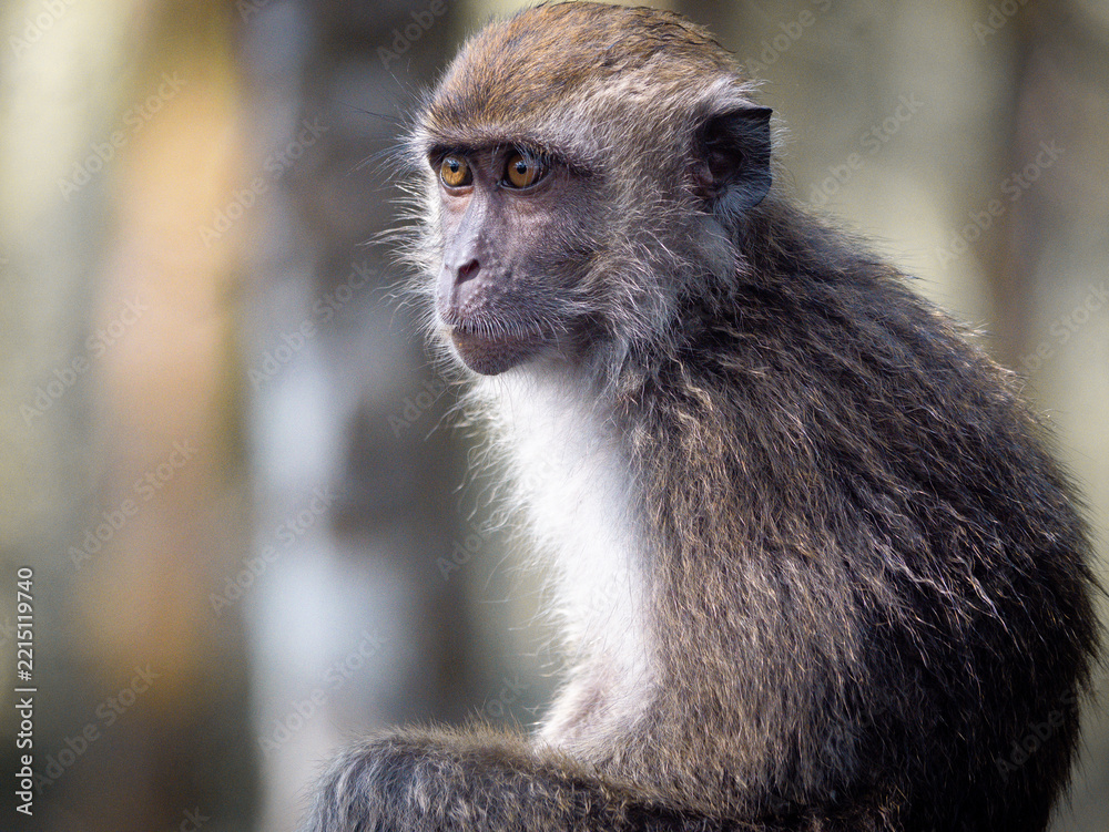 Fototapeta premium Macaca fascicularis monkeys living in mangrove forest at Tarakan, Kalimantan Utara, Indonesia. 