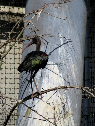 Ibis