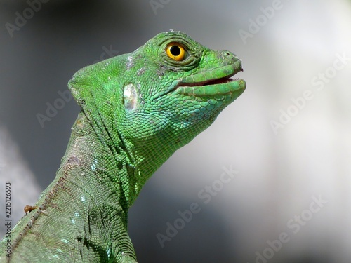 Gekko