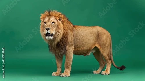 Male lion standing on green screen