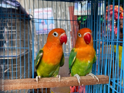 Agapornis Fischeri Lovebirds Pair Perched Wire Cage Market