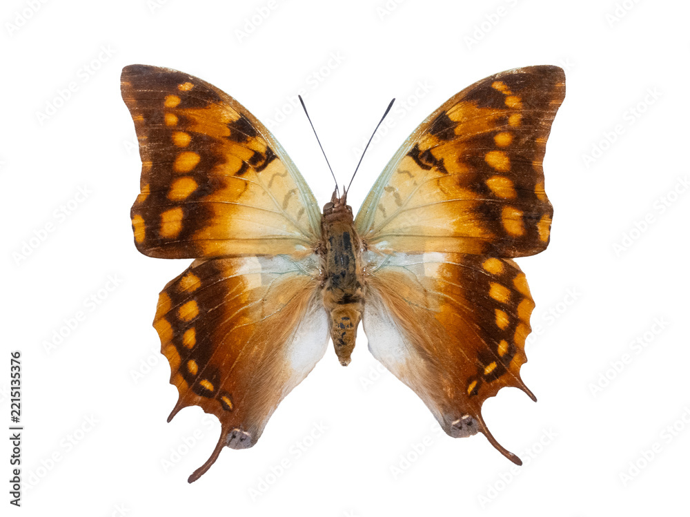 Fototapeta premium Green-veined emperor butterfly Charaxes candiope isolated on white background