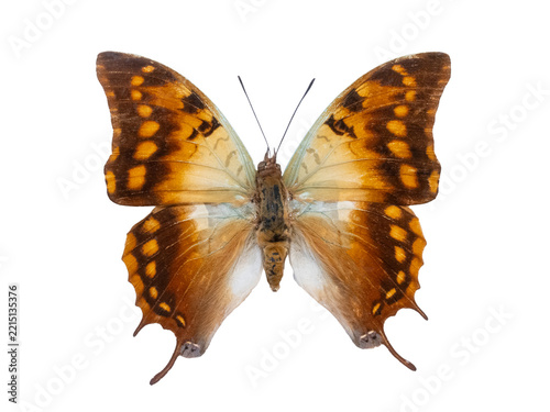 Green-veined emperor butterfly Charaxes candiope isolated on white background