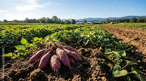 Sweet potatoes unearthed from fertile soil, rows of green plants stretching towards distant hills under clear blue sky.