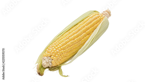 Whole fresh yellow sweet corn on cob organic raw vegetable isolated on transparent background