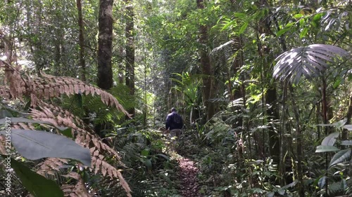 Solitary Hiker Walking on a Narrow Trail Through a Dense Green Tropical Rainforest Jungle