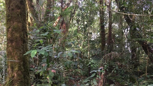 Mossy Tree Trunk Standing in the Middle of Wild and Overgrown Green Tropical Rainforest Jungle