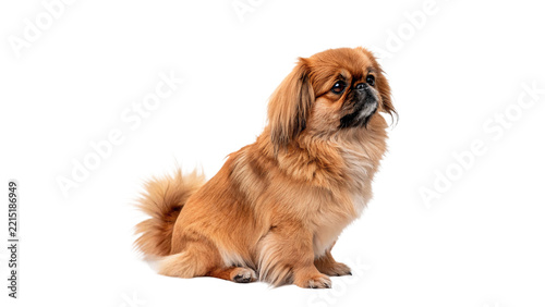 Obraz na plátně Cute small fluffy pekingese dog puppy pet domestic mammal animal isolated on tra
