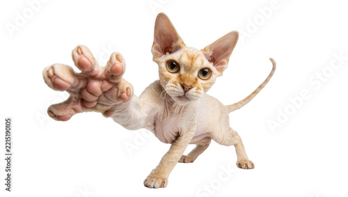 Fotografie Devon Rex cat reaching out with paw, isolated on transparent background
