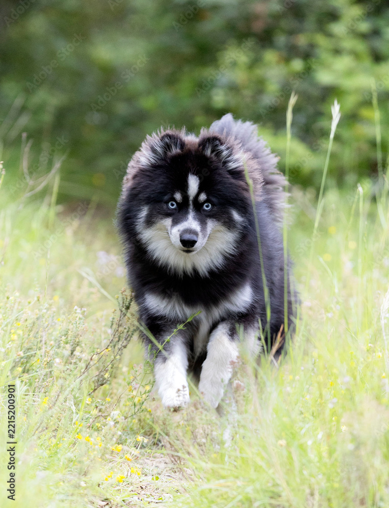 Obraz premium Pomsky in nature
