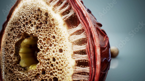 Conceptual 3D illustration of a sectioned bone showing the periosteum and Sharpey's fibers