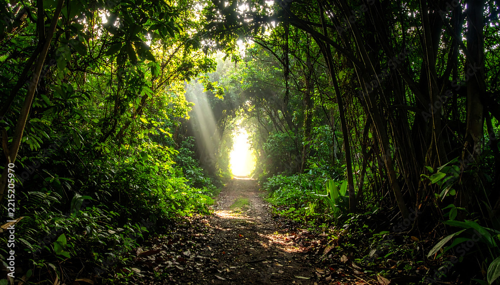 Fototapeta premium Sunlight filtering through lush green forest canopy onto a dirt path creating a magical pathway of light