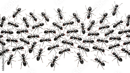Swarm of black ants moving together, isolated on transparent background