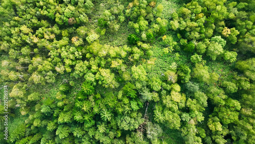 森林の真俯瞰ドローン空撮。自然、環境、山林、SDGs、エコロジー、真上、樹木、高原、山地、風景、景色