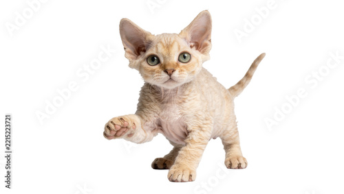 Fotografie Curious cream Devon Rex kitten with large ears raising paw, isolated on transpar