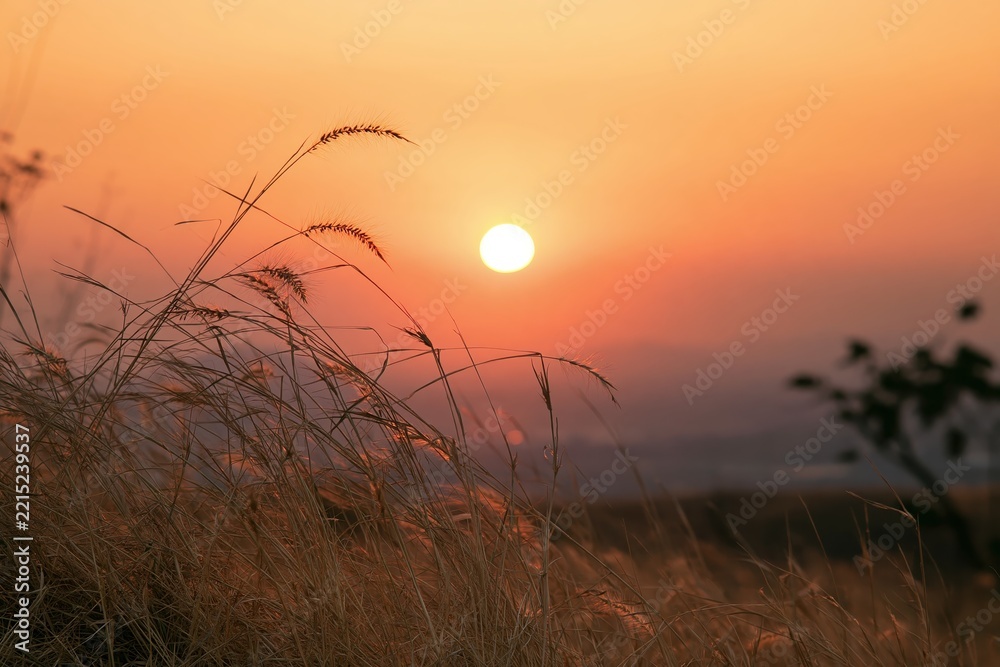 Fototapeta premium Sunset over dry grass field
