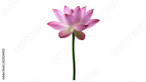 Obraz na plátně Beautiful pink lotus water lily flower blossom stem isolated on transparent back