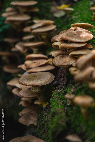A honey fungus growing in the forest in the fall near some green moss