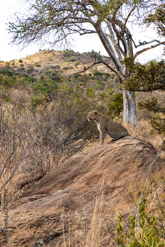 lopard searching