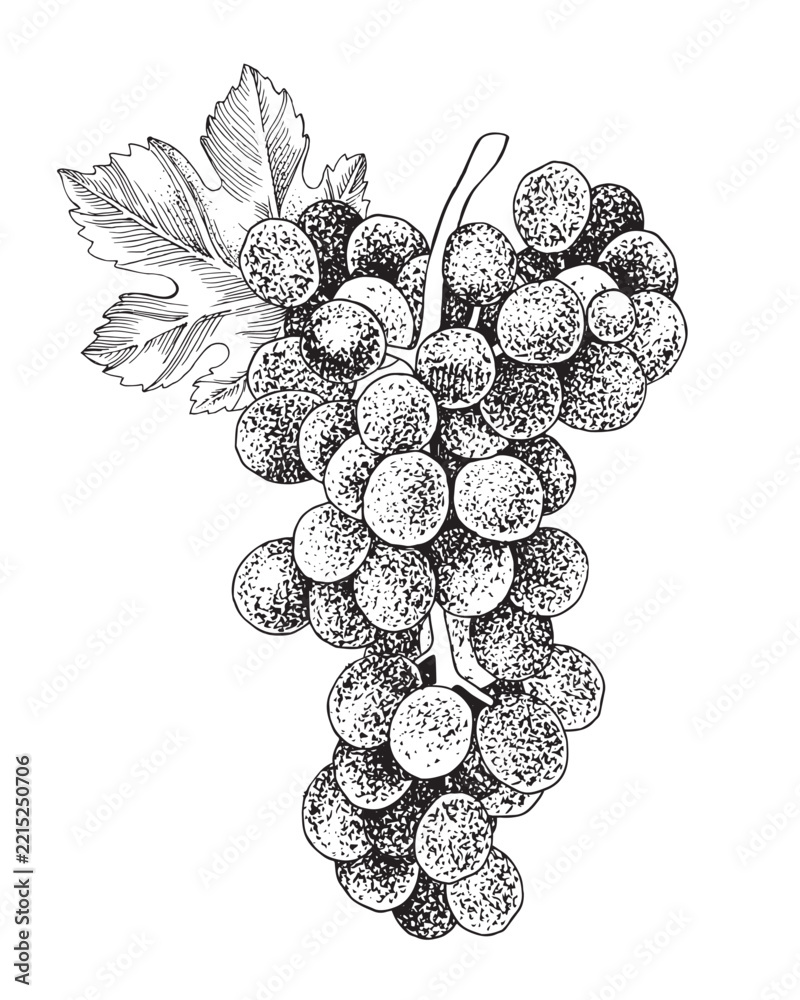 Fototapeta premium Blue grapes cluster with leaves hand sketched vector