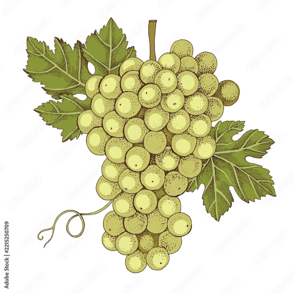 Fototapeta premium White grapes cluster with leaves hand sketched vector