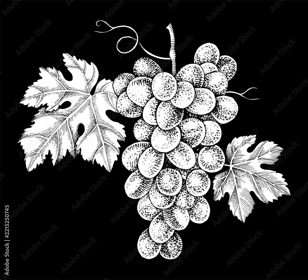 Fototapeta premium Pink grapes cluster hand sketched vector