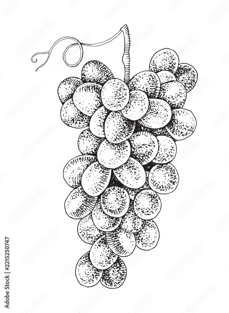 Fototapeta premium Pink grapes cluster hand sketched vector