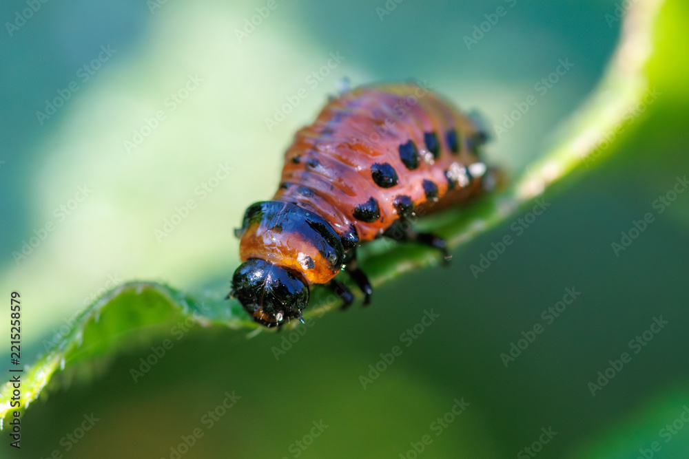 Fototapeta premium Close-up of a colorful beetle larva on a green leaf