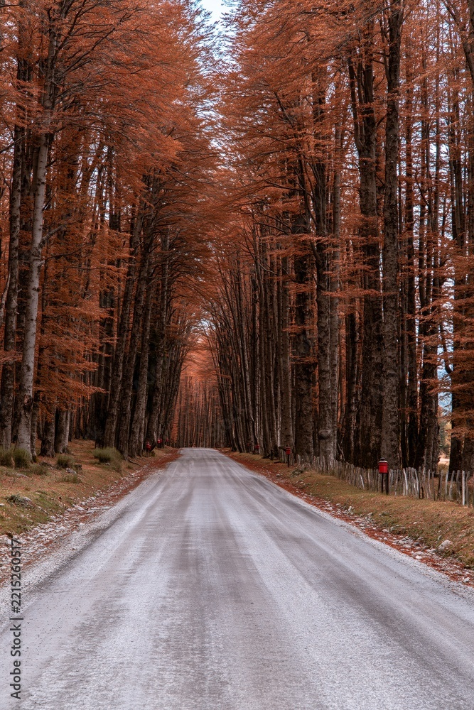 Naklejka premium Road through an autumn forest with orange leaves