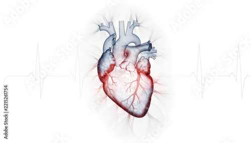 medical icon human heart anatomy
