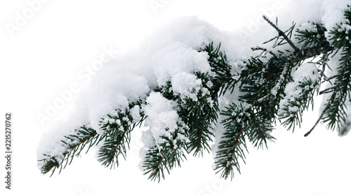 Snow covered evergreen branch with fluffy white snowdrifts and frosted needles isolated on transparent background
