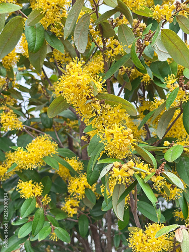 The Ruang Phueng flower (scientific name: Schoutenia glomerata King subsp. peregrina (Craib) Roekm.) comes from a drought-tolerant tree and features bright yellow blossoms with a mild
