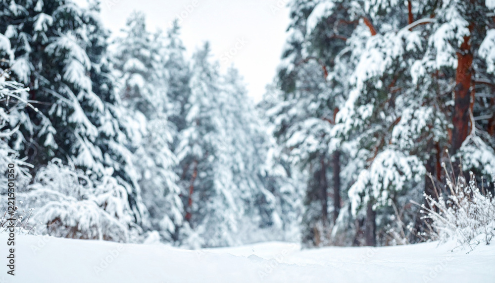 Obraz premium A serene winter forest path covered in thick white snow, evoking a sense of peaceful solitude and seasonal stillness. Nature photography with nobody, perfect for calming holiday backgrounds.