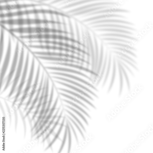 Tropical palm leaf shadow overlay on a transparent background. Realistic blurred foliage silhouettes in black and white for summer, beach, travel, and decorative design